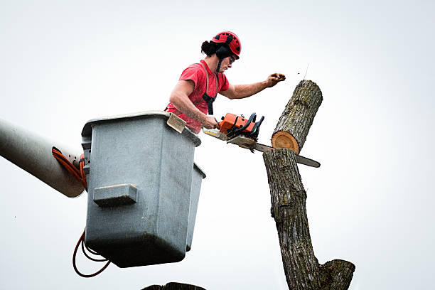 Best Tree Trimming and Pruning  in USA